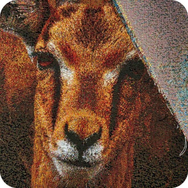 Animal Pattern